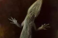 10.GreenAnole