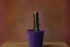 11.cactusXI