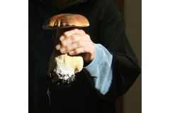 05-Boletus-Edulis