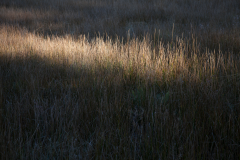 07Tahoe-Grass