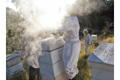 17-Beekeepers