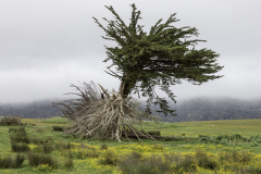 TreeinMeadow