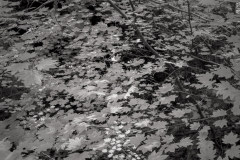 ConleyJeffrey_Inland_10