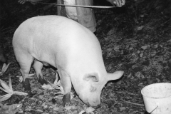 EWALD_047