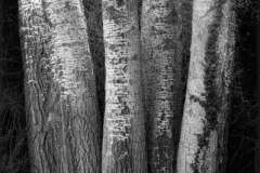 31Sinew2006PaulHart