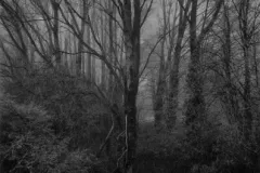 paul_hart_fragile_December_I