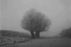 paul_hart_fragile_January_I