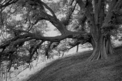paul_hart_may_I