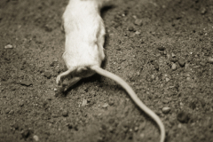 RGB_NEW_CREATURES_dead_mouse_37574-248r