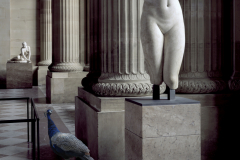 Aphrodites-torso