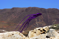 OctuKite
