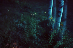 Jardin-nocturno_7