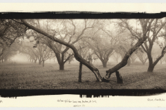 oldtree2002