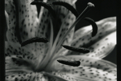 lily
