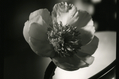 peonyinvase