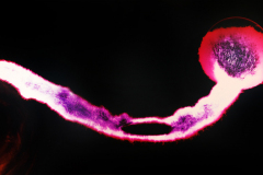 instar-20