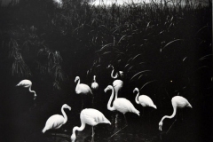 Pentti_Sammallahti_36