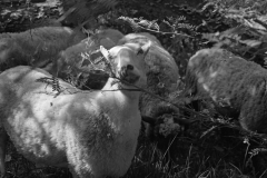 Sheep-mark-steinmetz-9