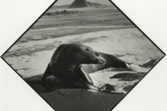 morro-rock-22