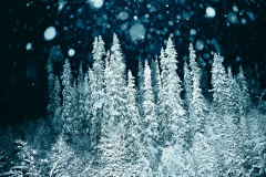 135_Winter_2500