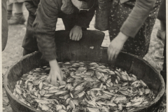 vishniac-fish-is-the-favored-food-for-the-kosher-table-web