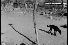 MEXICO. State of Guerrero. Village of San Augustin de Oapan. 1983. A bull's head after slaughter, a hungry dog, a hat on a pole.