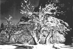 780-Ansel-Adams-43