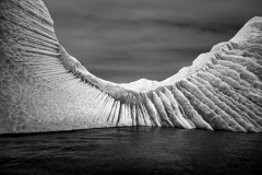 ernesthbrooksii_wingedwall-antarctica2010_1_grande