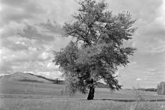 robert_adams_23