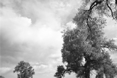 robert_adams_3