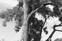 robert_adams_30