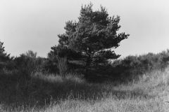 robert_adams_31
