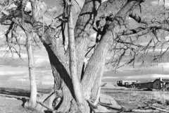 robert_adams_67
