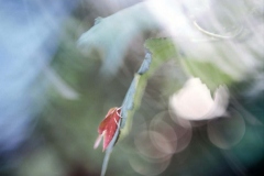 BegoAnton_butterflydays-17-1024x820