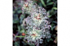 BegoAnton_butterflydays-26-1024x812