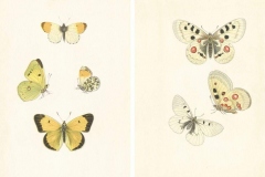 BegoAnton_butterflydays-27-1-1024x637