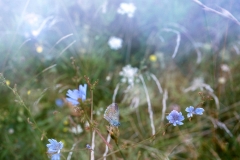 BegoAnton_butterflydays-29-2