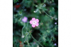 BegoAnton_butterflydays-32-1024x812