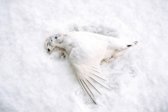 BegoAnton_winter-01