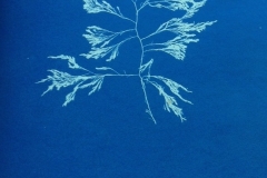 Anna-Atkins-British-Algae-Polysiphonia-affinis-copy