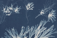 Anna_Atkins_Banner_COOPH