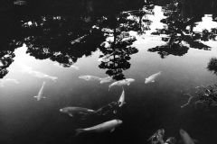8561358_orig