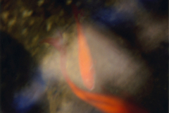 peces