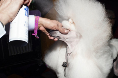 Davis_Jen_Dogshow_7