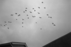 215534.xx_large
