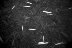 93702.story_x_large