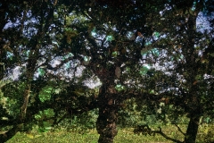 Tent-Camera-Image.-Backlit-Trees-in-Hampstead-Heath-London-England-2017-After-Constable-series-